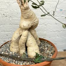 Image result for Raphionacme lanceolata