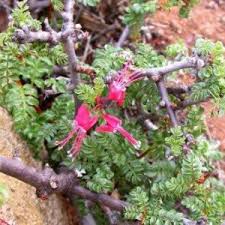 Image result for Erythrophysa