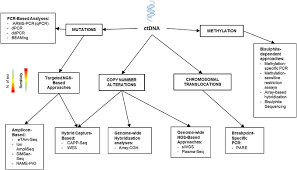 Maybe you would like to learn more about one of these? Circulating Tumor Dna Current State Of Play And Future Perspectives Sciencedirect