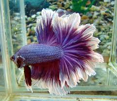Feathertail Betta Rosetail And Feathertail Is An Extreme Halfmoon With Excessive Branching Of The Rays Giving The Tail A Beta Fish Betta Fish Betta Fish Types