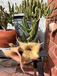 Image result for Stapelia gigantea
