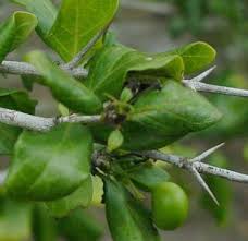 Image result for Canthium