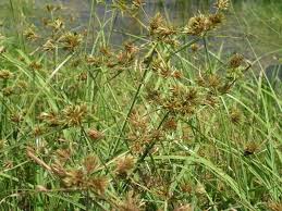 Image result for Pycreus macrostachyus