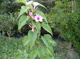 Image result for Ipomoea carnea