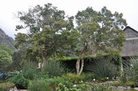 Image result for Nuxia floribunda