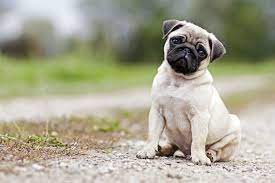 Make A Christmas Cookie And We Ll Tell You Which Dog Breed You Are Dog Breeds Pug Dog Pug Breed