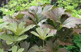 Tipps zu standort und pflanzung. Rodgersia Podophylla Gestieltblattriges Schaublatt Pflanzenreich