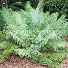 Image result for Encephalartos ngoyanus