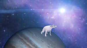 Brazil Dancing Dog Meme Coub The Biggest Video Meme Platform