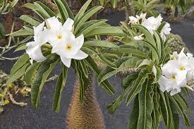 Image result for Pachycarpus eximius