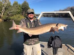 How much is a fishing license in tennessee? Lake Sturgeon Are Tennessee Wildlife Resources Agency Facebook