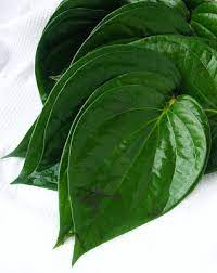 Daun sirih terkenal akan manfaatnya sebagai penyegar mulut dan pembersih area kewanitaan. Betel Leaves Health Benefits Usages Ayurveda