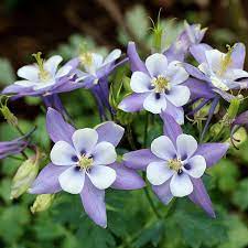 Columbine Flower Pictures Best Flower Wallpaper