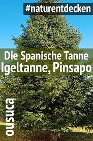 Warum Du Die Spanische Tanne Igeltanne Einmal In Der Natur Bewundern Solltest En 2020 Grazalema Arte