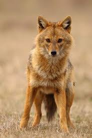 (c) 1992 geffen records#jackyl #thelumberjack #vevo Gojage Blog The Golden Jackal Legal Framework 2021 Applicable To Eu