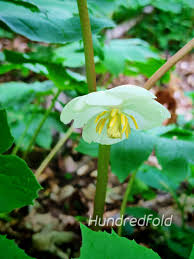 Image result for Podophyllum  peltatum