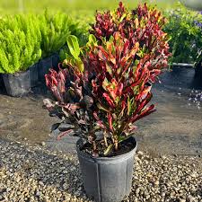 Image result for Croton