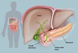 The Pancreas Human Anatomy Gallbladder Surgery Gallbladder Bile Duct Cancer