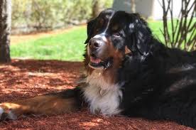 Whereas we used to expect our pets to die of renal or. Study Reveals Genetic Similarities Of Osteosarcoma Between Dogs And Children Tufts Now