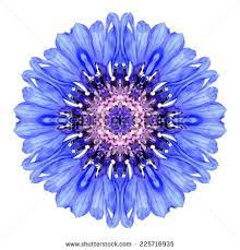 Kaleidoscopic Effect Stock Photos Images Pictures Flower Mandala Body Art Tattoos Button Tattoo