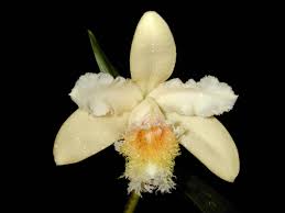 Image result for Malaxis weberbaueriana