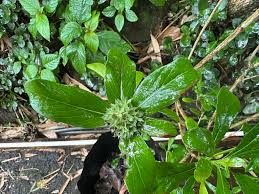 Image result for Tarenna pavettoides