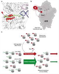 A deep dive into how mrna is translated into proteins with the help of ribosomes and trna. Research Shows How Sars Cov 2 Alters Translation