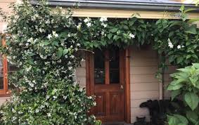 From florida to california and all points in between (especially if you live anywhere in the south), the anna apple tree is your best choice to grow delicious apples. Summer Scents At Sophie S Patch Sophies Patch Sophie Thomson