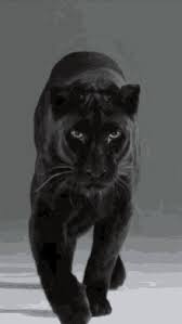 Maybe you would like to learn more about one of these? Panther Gifs Tenor