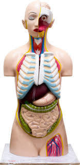 The consequences of an upright posture for the support of both the thoracic and the abdominal. Human Torso Anatomy Model Wiltronics