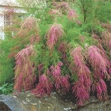 Image result for Grona ramosissima