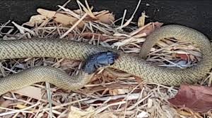 Dugites are coloured grey, green or brown. A Deadly Western Australian Baby Dugite Snake I Found In My Yard Youtube
