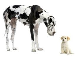 Boy Dog Names Picking The Right Name For The New Man In Your Life Therefor we must look to the parent dogs for clues about its nature. boy dog names picking the right name for the new man in your life