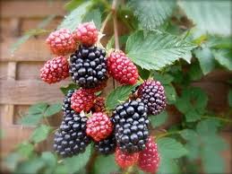 Mure Geante Thornfree Rubus Fruticosa Sur Le Mur Vegetal Murier Jardin Fruitier Fruits