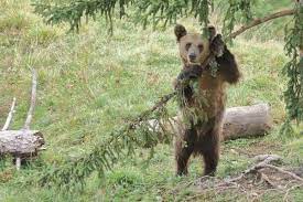 We did not find results for: Arosa Barenland Vier Pfoten In Der Schweiz Stiftung Fur Tierschutz
