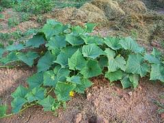 Check spelling or type a new query. Fertilizing And Watering Cucumbers