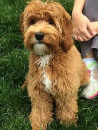 Located in northwest ohio, we have been breeding labradoodles for over a decade. Labradoodle Breeder Australian Labradoodle Labradoodle Australian Labradoodle Puppies