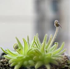 Image result for Stephania cyanantha