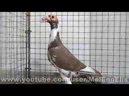 Pigeons For Sale | Pigeon Farms & Co. (@Pigeonsforsale) / X