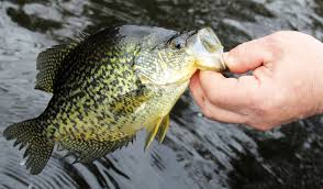 During the spawning season, males of both species develop dark markings over most of the body, causing many anglers to misidentify male white crappie as black crappie. Georgia Crappie Fishing Guide