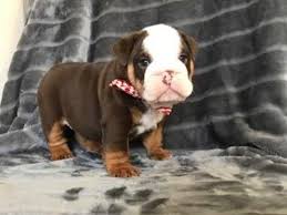 British bulldogs rarely bark but snore, snort, wheeze, grunt, and snuffle instead. Chocolate Tri English Bulldog Puppies Manchester Greater Manchester Pets4homes