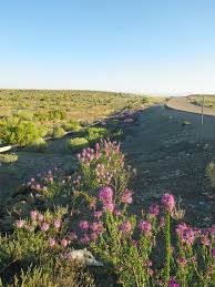 Image result for Sericorema remotiflora