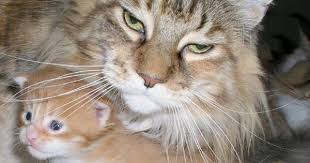 She is older & needed a companion. Pin On In Love With Animals