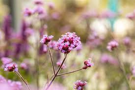 How to propagate verbena bonariensis using herbaceous stem cuttings. Verbena Bonariensis Lollipop