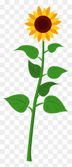 We did not find results for: Sunflower Different Parts Of Plant Free Transparent Png Clipart Images Download