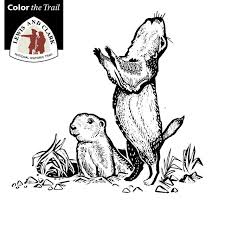 These burrowing rodents build their own towns, they help the environment, and they even talk about us. Color The Trail Animals Of Lewis And Clark U S National Park Service