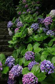 Pin By Rob Gilchrist On Grow Me A Flower Beautiful Flowers Hydrangea Purple Beautiful Gardens