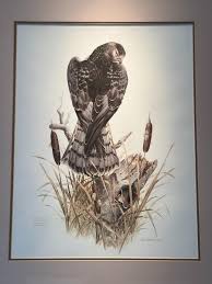 Limited Edition Don Whitlatch Marsh Hawk Signed and Numbered Print