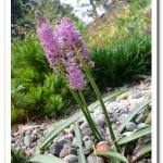 Image result for Oryzidium barnardii