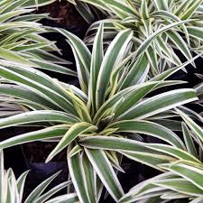 Image result for Chlorophytum comosum
